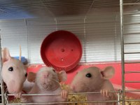 Naked rattus 2 dişi 2 bin son