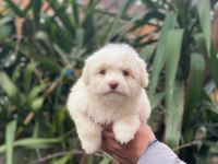 Maltipoo dişi ve erkek yavrularımız