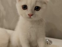 Güzel scottish fold oğlumuza güzel bir yuva