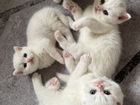 British longhair yeni yuvalarını arıyoruz yer Ankara