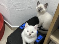 Sağlık garantili british shorthair yavruları