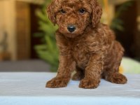 Show Kalite Toy Poodle Köpekler
