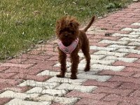 Poodle yavru dişi