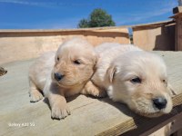 Erkek disi golden yavrularimiz