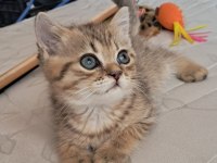 British Shorthair Black Tabby