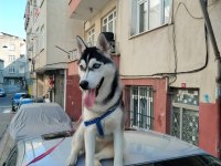 5 Aylık husky köpeğimiz yeni ailesini bekliyor