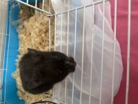 Yavru hamster