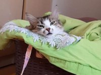 KEDİME YUVA ARIYORUM