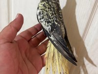 65 GÜNLÜK FULL EVCİL KUSURSUZ BEBEK SULTAN