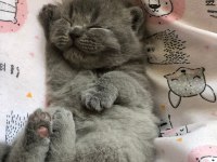 1 Mayıs doğumlu scottish fold bebekler
