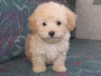 Mini mini güzel maltipoo bebekler