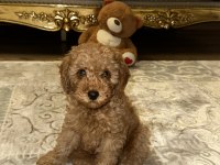 Toy poodle çok zeki yavru