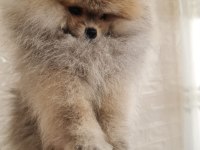 Pomeranian Boo Erkek Ve Dişi Yavrularımız