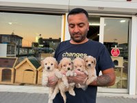 shoooowwww kalite maltipoo yavrular ankara mağazamızda 