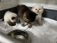 Rezerveye açık scottish fold yavrularımız