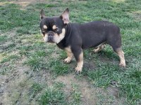 French Bulldog Coco Tan
