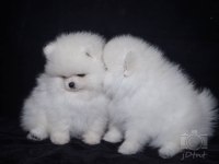 Belarus güzelliği pomeranian boo