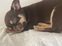 3 Aylık Bebek Büyümeyen Cinsten Şivava Yavrumuz