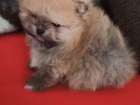 Orijinal Pomeranian Boo
