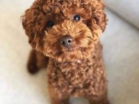 Sevgi ile büyütülen poodle yavrularımız yuvalarını arıyor