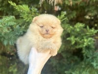 Pomeranian boo altın rengi