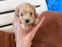 Maltipoo Erkek