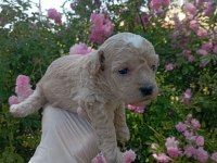 Apricot poodle yavrularımız 60 günlük