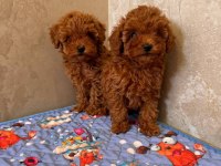 Toy Poodle Minik Yavrular