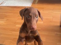 Kızıl doberman