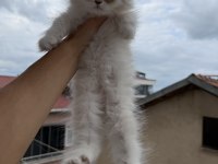 Üst sınıf scottish fold longhair erkek yavru