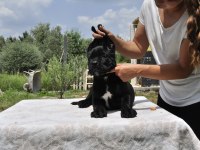 Şecere belgeli ırk ve sağlık garantili cane corso yavrular