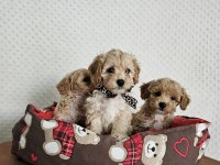 A CLASS MALTİPOO YAVRULARIMIZ