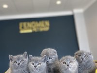 MEŞHUR KEDİCİDEN RENK RENK BRITISH YAVRULAR ANKARA