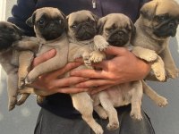 Muhteşem Pug Mops Bebekler