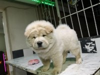 Aşıları tam chow chow