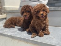 Ankaranın  en elit redbrown toy poodle yavruları
