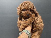 Ruhsatlı çiftlikde ziyarete açık toy poodle