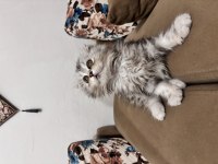 scottish fold longhair