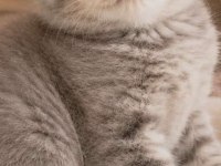 Top Kafa Ayı Surat Scottish Fold Yavrularımız