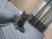 3 aylık erkek british longhair