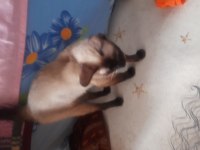 Birbirine aşık bu çifti ayırmamak şartıyla ücretsiz