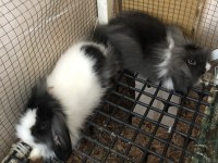 HOLLANDA TEDDY LOP TAVŞANI YAVRULARI