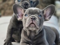 French Bulldog Yavruları ÇİFTLİKTEN   