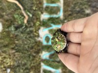 GREEN PACMAN FROG