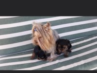 Teacup Yorkshire bebekler