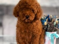 Poodle Bebekler
