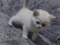 Orjinal british shorthair yavrular