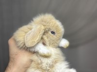 Veteriner hekimden Hollanda lop mini lop ve cüce tavşan