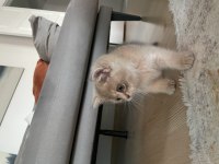 Çocuk dostu british shorthair boddik