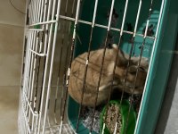 1 yaşında tavşan var